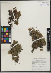 Foto von Salix uva-ursi Pursh